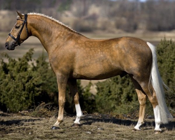 Deckhengst Geld MW (Schwedisches Reitpony, 2005, von Verona's Gerswin)