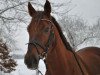 dressage horse Fast Beau (Westphalian, 2004, from Fürst Piccolo)