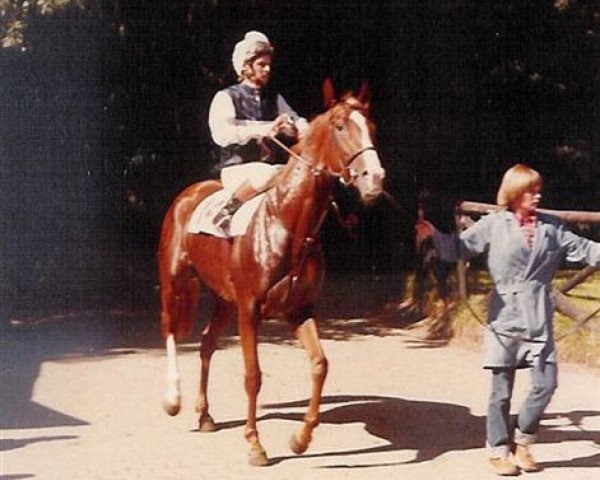 horse Blondy xx (Thoroughbred, 1975, from Good Bond xx)