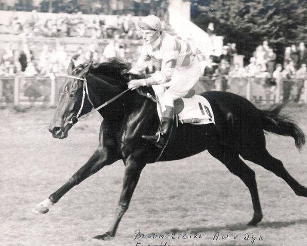 horse Bloemertgirl xx (Thoroughbred, 1958, from Premonition xx)