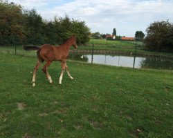 Zuchtstute Pollybra (Belgisches Warmblut, 2015, von Curby du Seigneur)