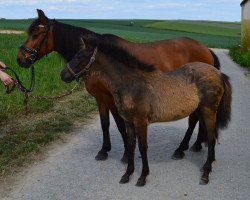 Zuchtstute Usera IX (Bosniake, 2015, von Ramiro)