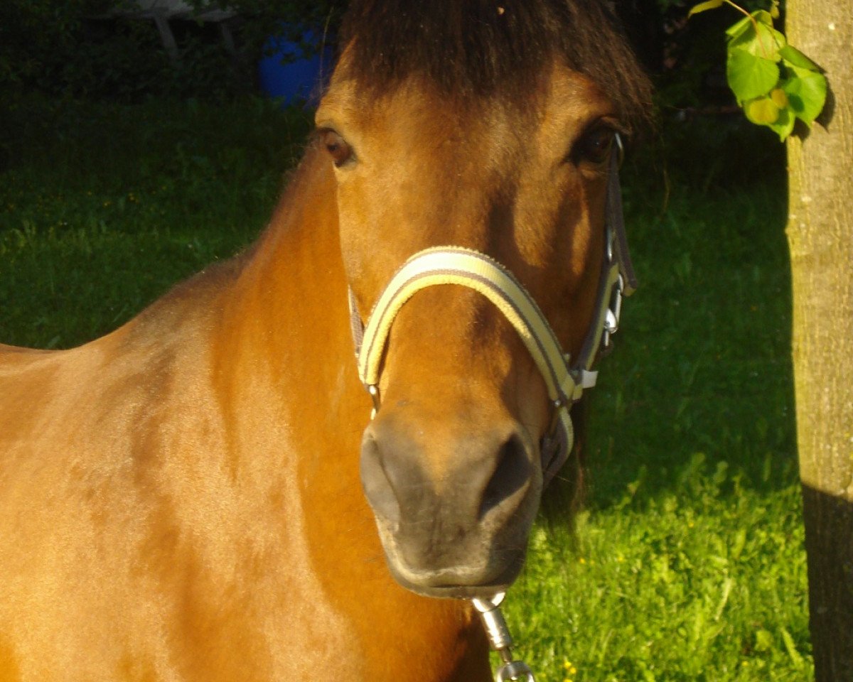 broodmare Usera VIII - Branka V (Bosniak, 1997, from Janosch)