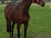 broodmare Zingara 3 (Brandenburg, 2001, from Zingaro xx)