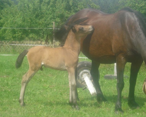 broodmare Fedora (Bosniak,  , from Barut 2147)