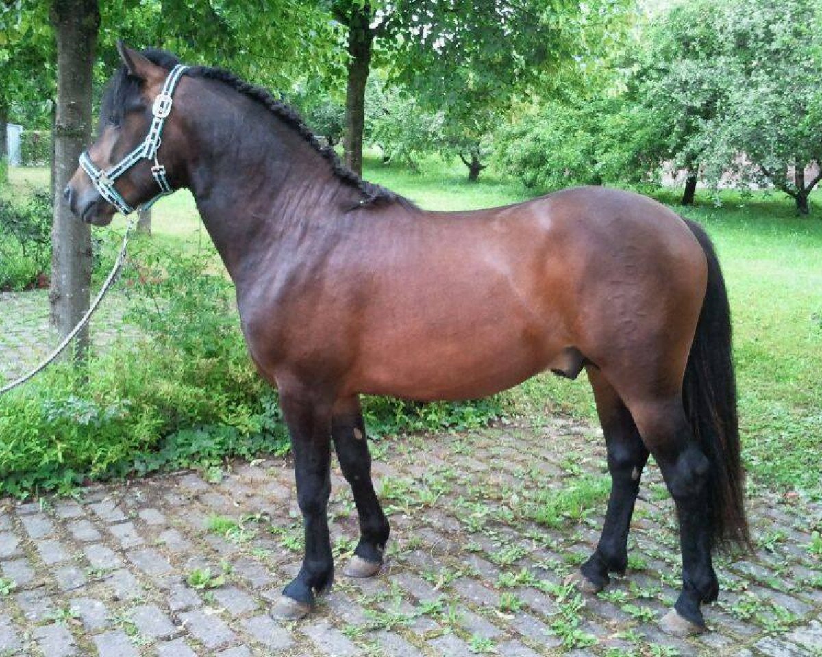 stallion Misko XV - Ramiro (Bosniak, 2012, from Ramiro)