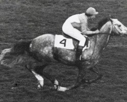 horse Blizzard xx (Thoroughbred, 1963, from Compromise xx)