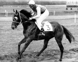 horse Blason xx (Thoroughbred, 1963, from Solferino xx)