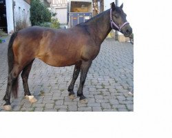 broodmare Dana (Bosniak, 1993, from Misco)