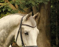 Springpferd Quintano de Revel (Holsteiner, 2012, von Quidam de Revel)