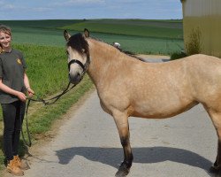 broodmare Liljana III (Bosniak, 2011, from Ramiro)