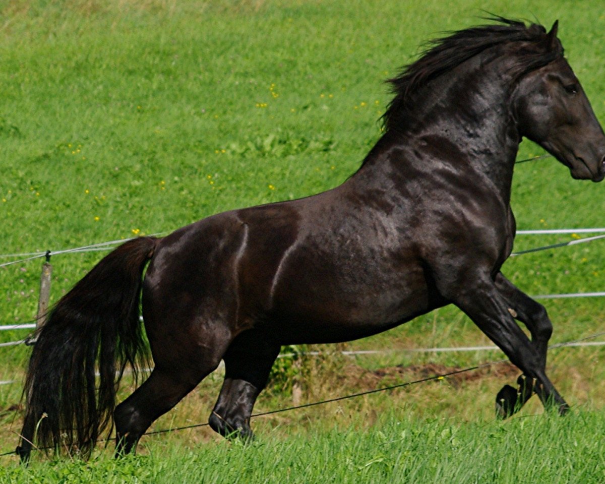 Springpferd Luca (Bosniake, 2007, von Raiko)