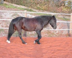 broodmare Raika 136 (Bosniak, 1992, from Misko)