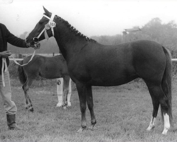 broodmare Beyerlodge Maya (New Forest Pony,  , from Noordererf Chap)