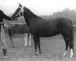 Zuchtstute Beyerlodge Maya (New-Forest-Pony,  , von Noordererf Chap)