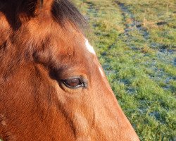 horse Maori xx (Thoroughbred, 1990, from Zigeunerheld xx)