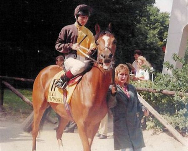 Pferd Bella Raaphorst xx (Englisches Vollblut, 1989, von Bellypha xx)