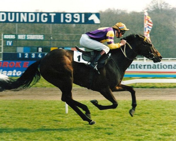 Pferd Belfort Princess xx (Englisches Vollblut, 1986, von Belfort xx)