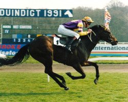 horse Belfort Princess xx (Thoroughbred, 1986, from Belfort xx)