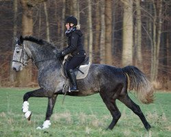 Pferd Cato (Oldenburger Springpferd, 2010, von Clinton H)