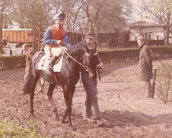 horse Beemster xx (Thoroughbred, 1967, from Yorick xx)