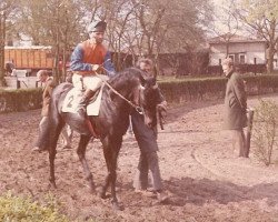 Pferd Beemster xx (Englisches Vollblut, 1967, von Yorick xx)