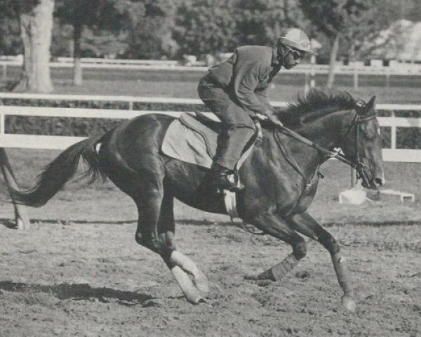 stallion Islefaxyou xx (Thoroughbred, 1991, from Storm Bird xx)