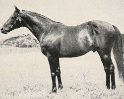 stallion Flocon xx (Thoroughbred, 1946, from Fastnet xx)