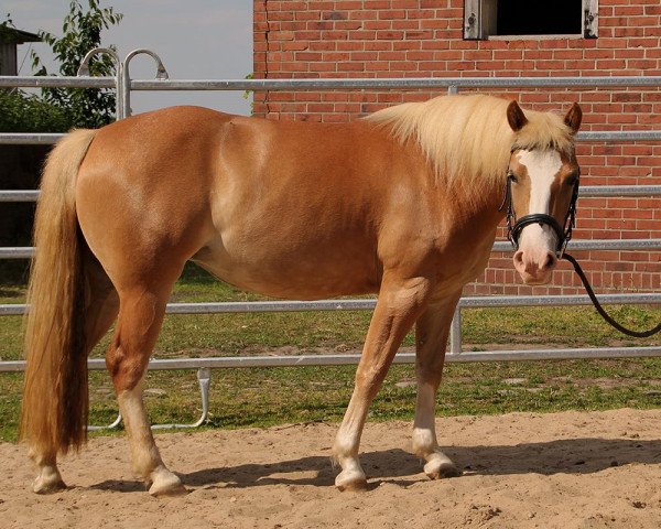 horse Goldica (Haflinger Mix, 2011)