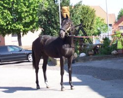 horse Enzo (Hanoverian, 2010, from Escudo I)