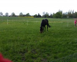 jumper Eragon (Hanoverian, 2010, from Escudo I)