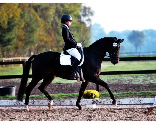 dressage horse Daturo (Hanoverian, 2006, from Desperados FRH)