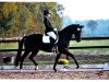 dressage horse Daturo (Hanoverian, 2006, from Desperados FRH)