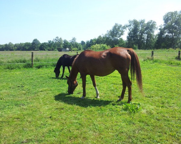 broodmare Amurath Bogena ox (Arabian thoroughbred, 1993, from Balaton 1982 ox)