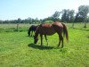 broodmare Amurath Bogena ox (Arabian thoroughbred, 1993, from Balaton 1982 ox)