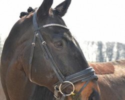 jumper Big Kat (Irish Sport Horse, 2005)