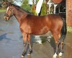 broodmare Naama bay (German Riding Pony, 2008, from Noir de Luxe)