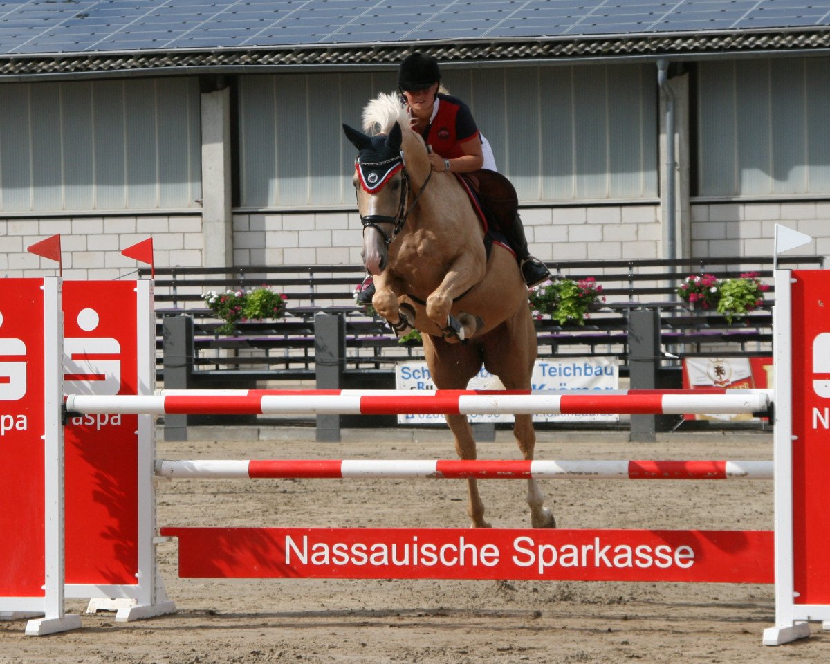 Springpferd Pelgrim 3 (Tschechisches Warmblut, 2005, von Corsar)