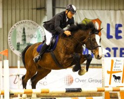 Pferd Gold Caretino (Polnisches Warmblut, 2004, von Caretino K)