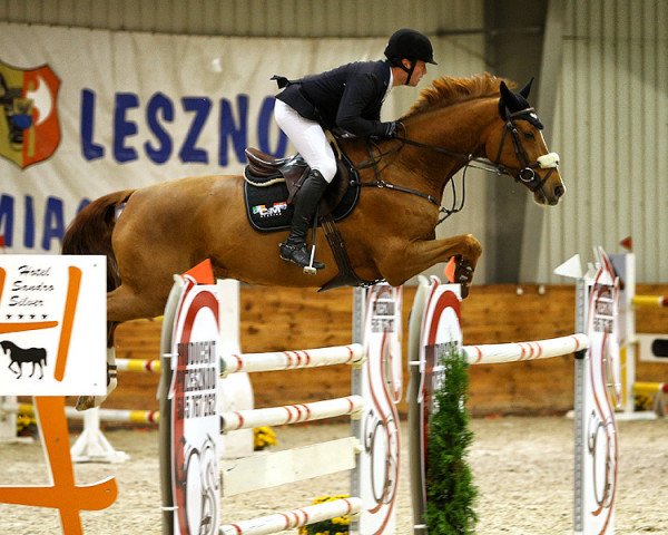 jumper David Beckham (Swedish Warmblood, 2005)