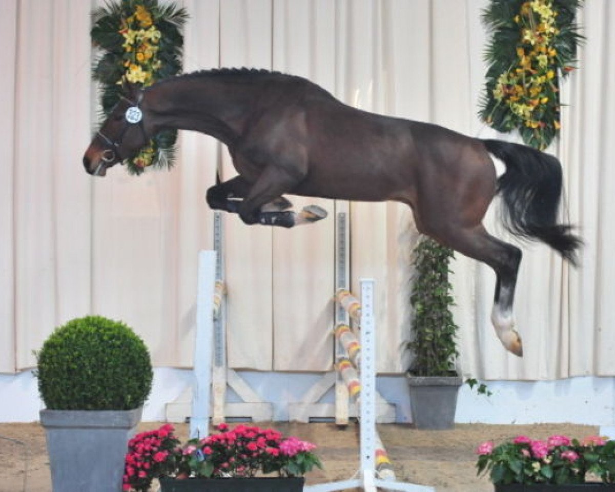 Deckhengst Caballo D'Altiere (Holsteiner, 2005, von Cassini I)