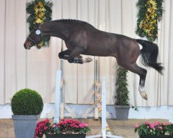 stallion Caballo D'Altiere (Holsteiner, 2005, from Cassini I)