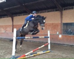 jumper Compliment S (German Sport Horse, 2005, from Competent)