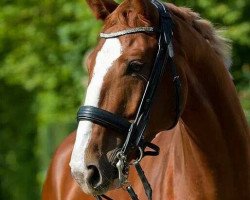 dressage horse Farinjo el Bailador (Württemberger, 2008, from Fortino)