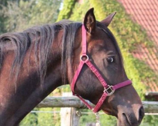 horse Hayat Souriel (Quarab, 2012, from El Faatin EAO)