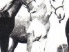 broodmare Ghayran EAO (Arabian thoroughbred, 1946, from Shihab EAO)