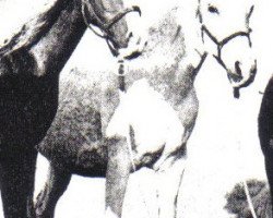 broodmare Ghayran EAO (Arabian thoroughbred, 1946, from Shihab EAO)