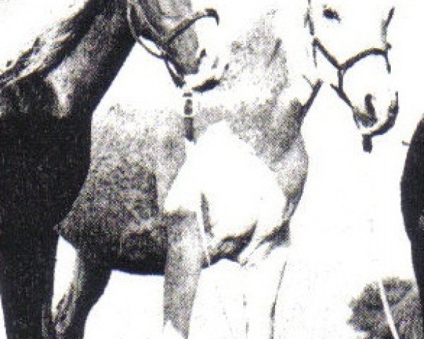 broodmare Susannah ox (Arabian thoroughbred, 1965, from Sudeir ox)