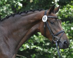 dressage horse Hotpants (Hanoverian, 2007, from Hotline)