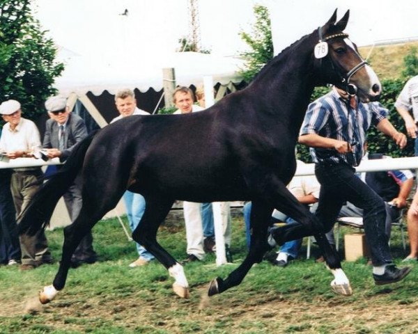 broodmare Liagora (Hanoverian, 1991, from Lungau)